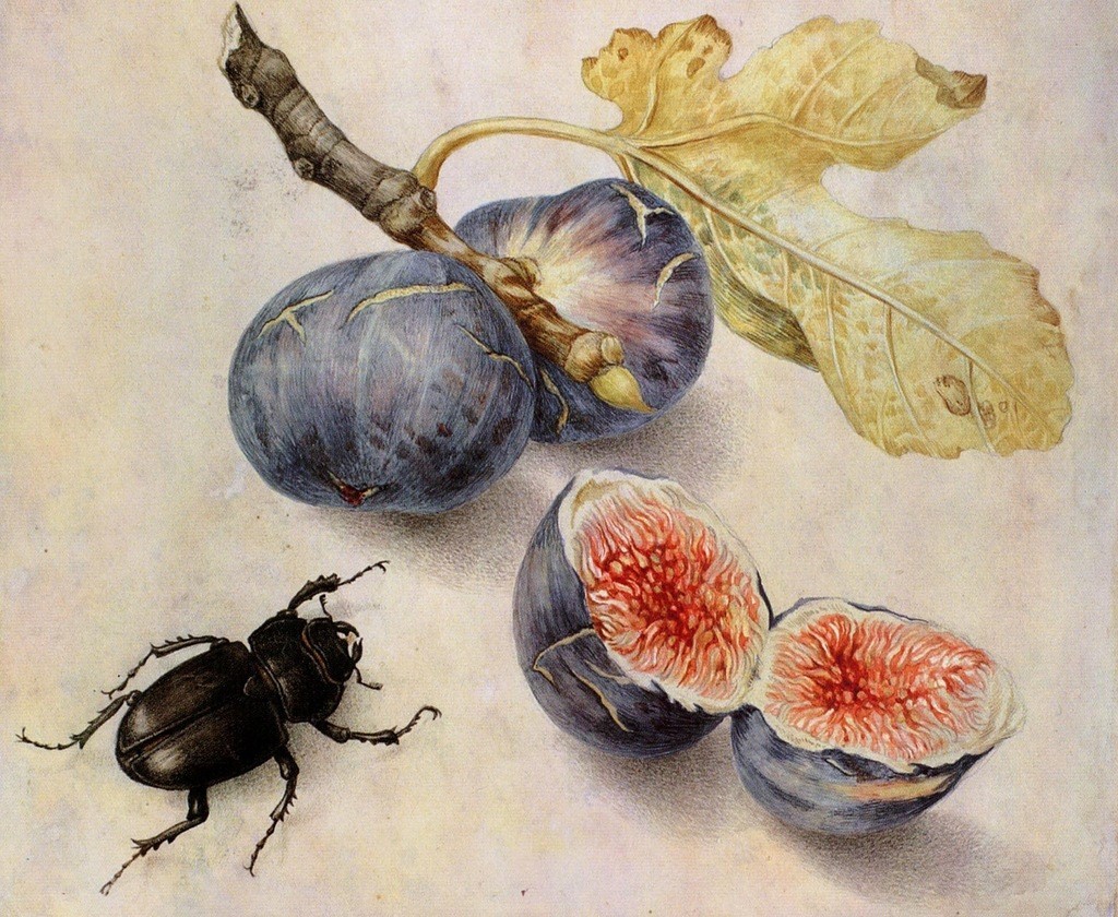 Giovanna Garzoni, Fichi e scarabeo, natura morta con fichi maturi e uno scarabeo
