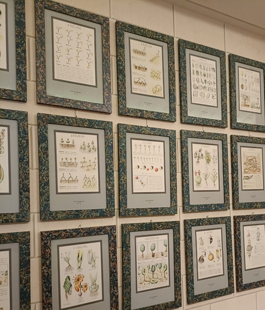 Tavole illustrate del Codex Seraphinianus di Luigi Serafini esposte al Labirinto della Masone